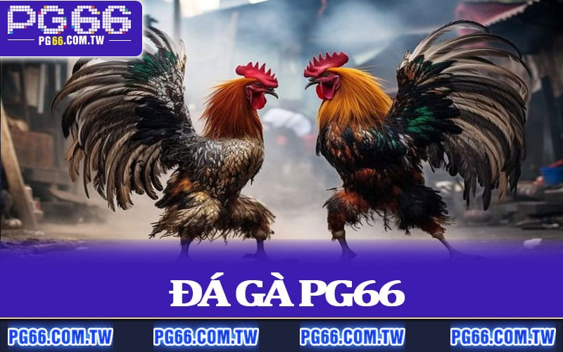 Đá Gà PG66