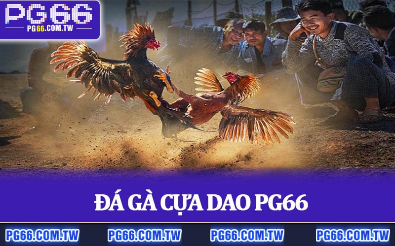 Đá Gà Cựa Dao