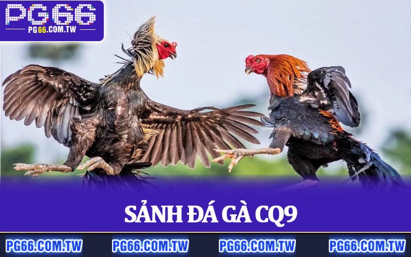 Sảnh Đá Gà CQ9