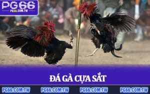 Đá Gà Cựa Sắt