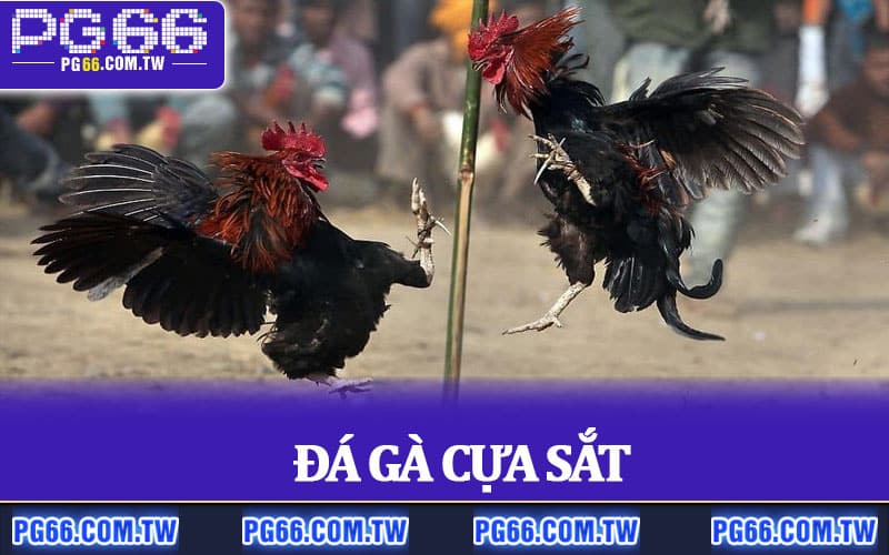 Đá Gà Cựa Sắt